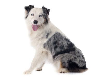 Australian Shepard