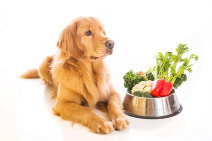 Hunde fressen auch Gemüse