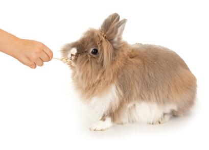 Kaninchen kennenlernen