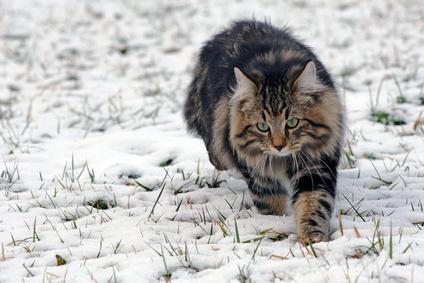 Norwegische Waldkatze