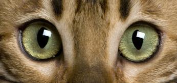 Katze Augen
