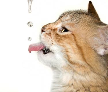 Katze Trinken