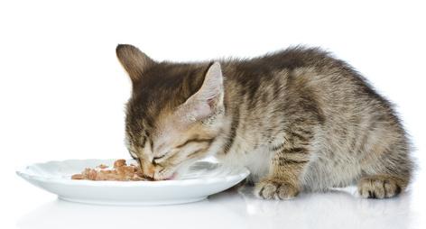 kleines Kätzchen beim Fressen
