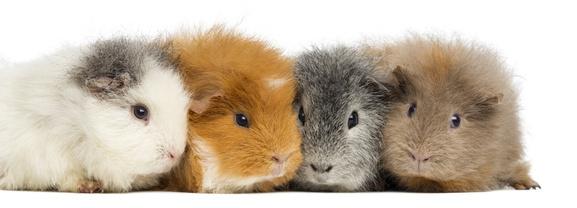 Meerschweinchen vergesellschaften auf neutralem Terrain